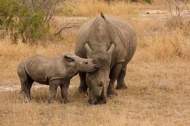 099 Zuid-Afrika, Sabi Sand Game Reserve.jpg